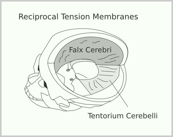 The reciprocal tension membranes move the bones of the head. Trained osteopathic physicians, such as Dr. Lopez in NYC, work to release tension in these membranes