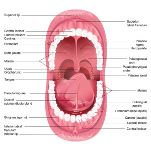  Anatomie de la surface de la langue 