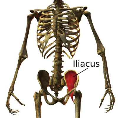 Are You Considering The Iliacus In Low Back Pain?